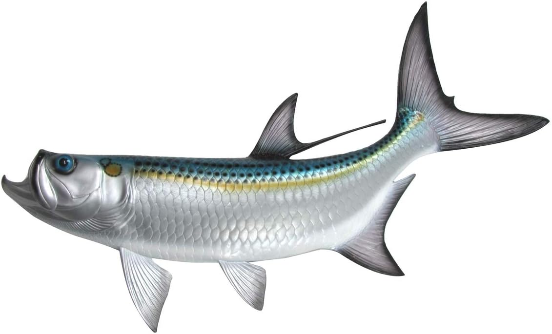 Amazon Com Treasure Gurus 48 Tarpon Saltwater Trophy Taxidermy Wall Mount Fish Hand Painted Lifelike Plaque Home Kitchen Amazon Com Treasure Gurus 48 Tarpon Saltwater Trophy Taxidermy Wall Mount Fish Hand Painted Lifelike Plaque Home Kitchen