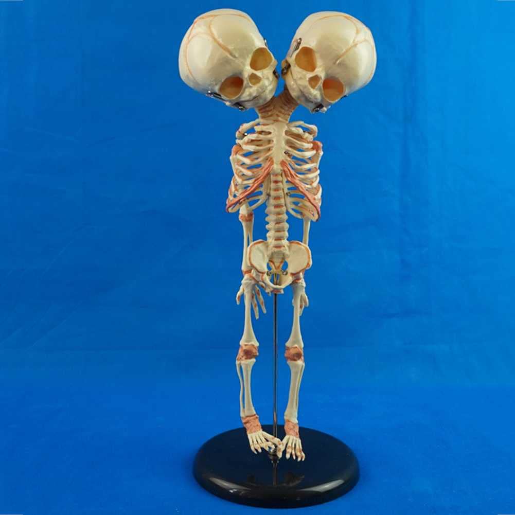 Squelette de bébé à double tête en PVC de 37 cm avec son support d'étude anatomique