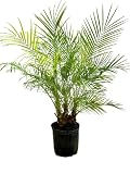 Pygmy Date Phoenix Roebelleni 3 feet Tall Palm Tree Tropical Indoor Outdoor Live Plant Eddies Acres NO Ship to California