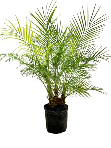 Pygmy Date Phoenix Roebelleni 3 feet Tall Palm Tree Tropical Indoor Outdoor Live Plant Eddies Acres NO Ship to California