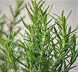 Live Excellent Tasting Herbs, Upright Standing Rosemary Starter Plant