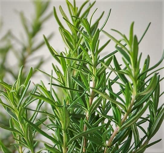 Live Excellent Tasting Herbs, Upright Standing Rosemary Starter Plant