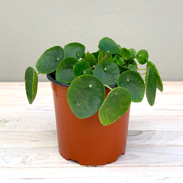 Image of CHINESE MONEY PLANT HYBRID ORGANIC INDOOR AND OUTDOOR PODA 1 HEALTHY LIVE GARDEN TREE