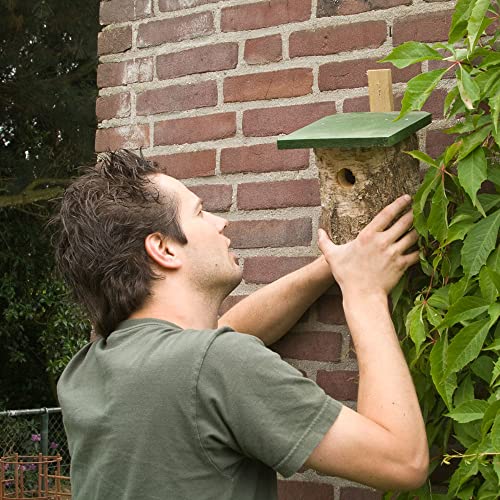 Nichoir en bois de bouleau 32 mm pour observer les mésanges