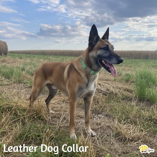 Image of ADITYNA Leather Dog Collar for Medium & Large Dogs, Adjustable 15-21 inch Neck | Padded, heavy-duty metal buckle. Great for walking, training and hiking - ideal for Labrador, Boxer, Pitbull and Collie.