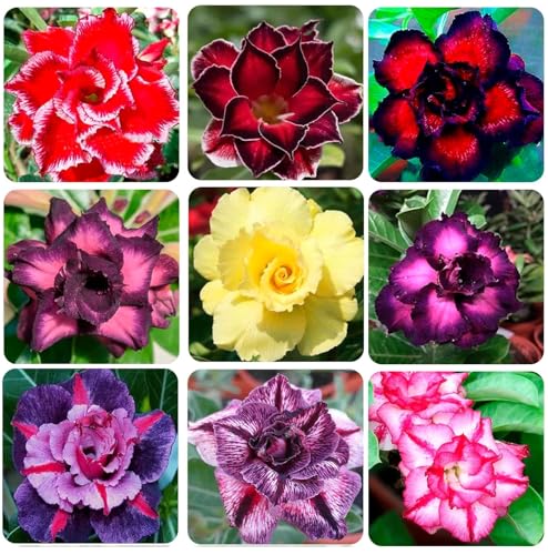 20 Mixed Color Desert Rose Seeds for Planting | Adenium