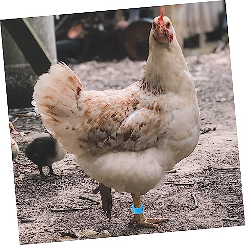 Bandas de pollo y codorniz para mantener tu granja organizada y libre de errores 3