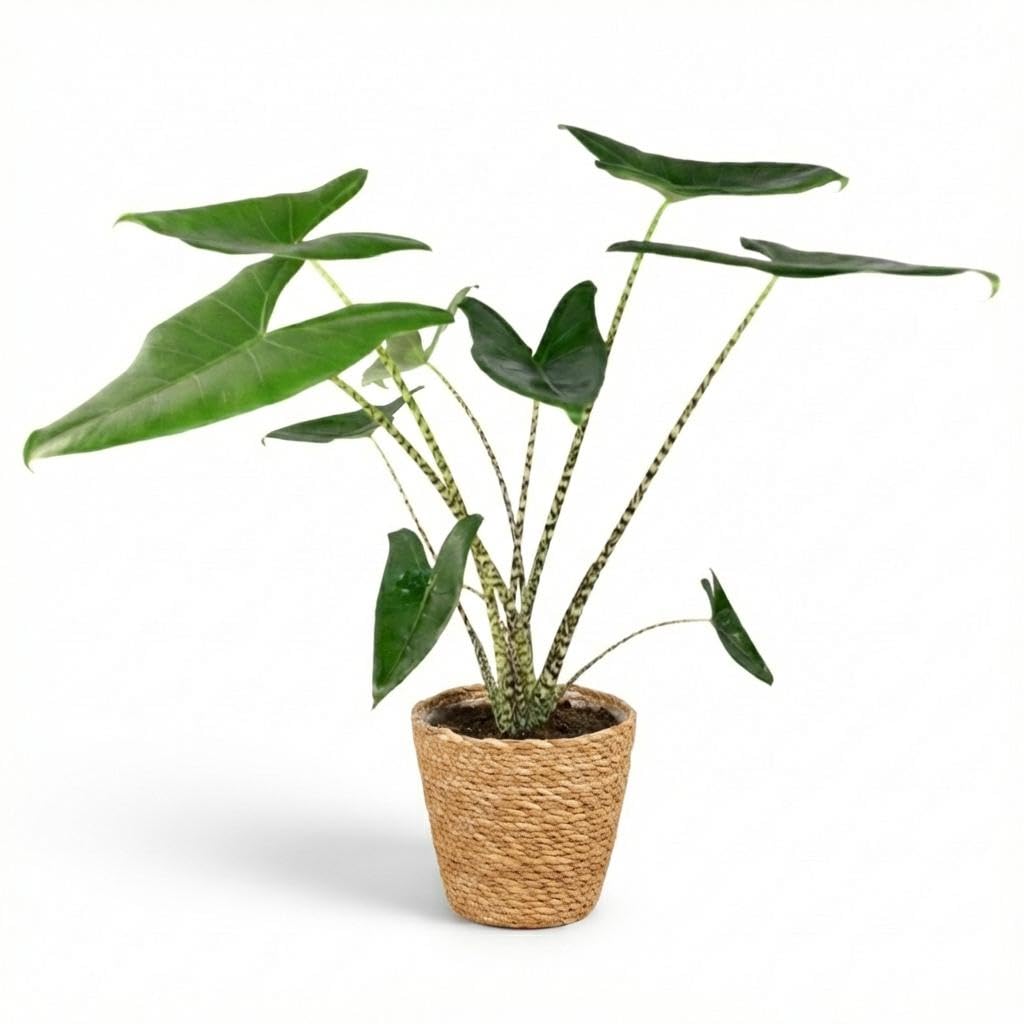 Alocasia Zebrina Oreja de elefante – Planta de interior 70-75 cm – 21 cm con cesta de algas marinas – Planta verde tropical – Planta decorativa para salón y oficina