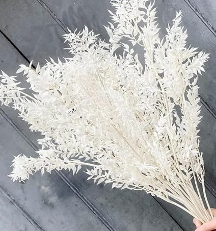 Glicrili Dried White Italian Ruscus