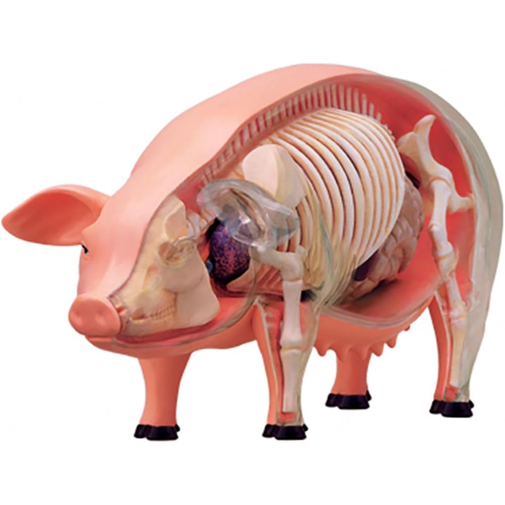 Modello anatomico del maiale 4D - Campione biologico staccabile per formazione veterinaria e dimostrazioni educative, ideale per studenti e professionisti
