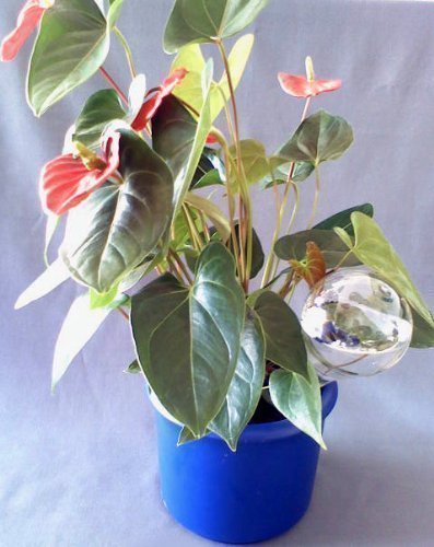 Boule D'Arrosage 12 Pièces Boule D'Arrosage 8 cm Boules D'Arrosage Plantes