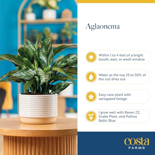 Image of Costa Farms Live Indoor Houseplants (2 Pack) Peace Lily, Chinese Evergreen in Decor Planter Pot, Potting Soil Mix, Birthday, Housewarming Gift, 1 Foot Tall