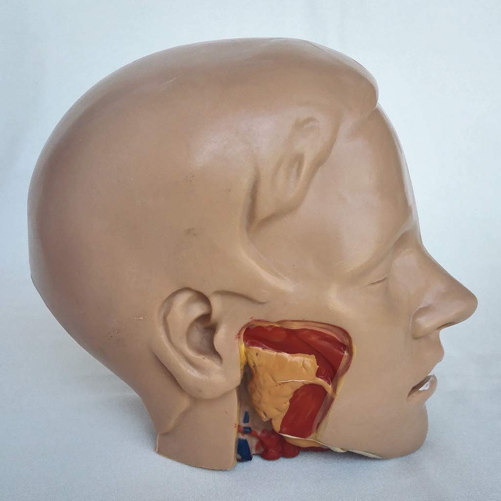 Modelo De Anatomía, Modelo De Anatomía del Cráneo, Modelo De Anatomía Humana, Modelo De Anatomía Arterial De La Cabeza, Libro De Texto De Secundaria