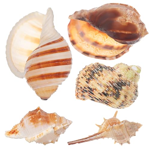 ABOOFAN 5個 ヤドカリ 殻貝 殻 水槽用装飾 天然巻き貝アクセサリー ペット用 水族館隠れ家 ビーチデコレーション 貝殻飾り 寄居蟹用シェル アクアリウムデコレーション 水槽オブジェ
