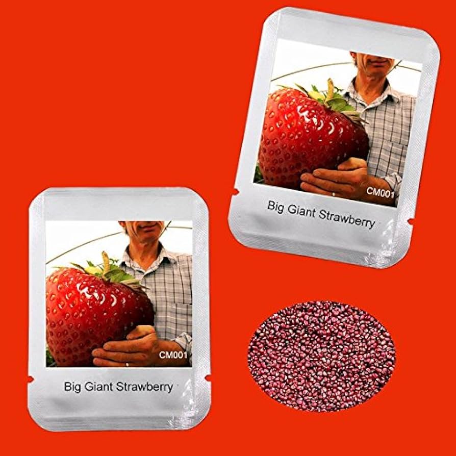 strawberryページ Red Climbing Strawberry Seeds Fruit Seeds for Home & Garden
