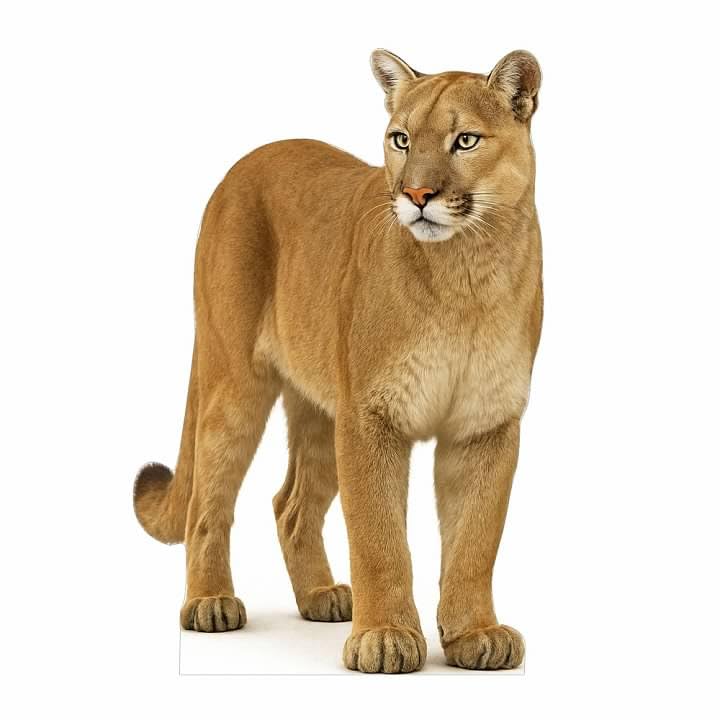 Image of Cougar 3FT Life Size Cardboard Cutout - A Fun Animal Standup for Photo Booths, Birthday Parties, and Events