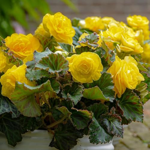 Begonia Double Jaune - 5 Bulbes de Fleurs à Planter Exterieur - Plante Exterieur Jardin - Naturelle Plantes de Hollande (pas de graines, non artificielle)