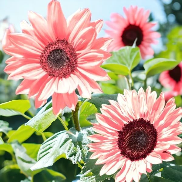 50PCS Iris Tectorum Rose Sunflower Seeds for Planting - Non-GMO Heirloom Variety - Pink Blooms for Your Flourishing Garden