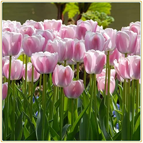 Tulip Bulbs-Romantic purple flowers, wonderful gardening planting flowers, surprise Valentine's Day gifts-20 Bulbi:Seeds only