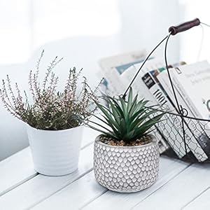 CADNLY Small Fake Plants in Pot - Artificial Succulents for Desk - Small Faux Plants Indoor Modern Farmhouse Artificial Decor - Fake Potted Succulents Decor for Bedroom Bathroom Office Shelf Table CADNLY Small Fake Plants in Pot Artificial Succulents for Desk Small Faux Plants Indoor Modern Farmhouse Artificial Decor Fake Potted Succulents Decor for Bedroom Bathroom Office Shelf Table