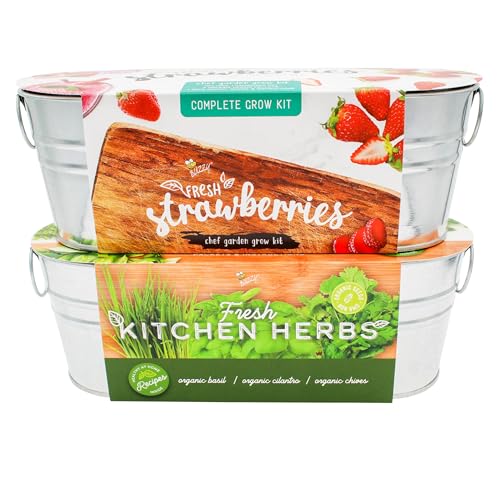 BUZZY Seeds 2-Pack Windowsill Grow Kits, Strawberry and Organic Herb Gardening Set with Basil, Cilantro, Chives, Non-GMO Seeds, Growing Medium and Planters, Housewarming Gift Idea