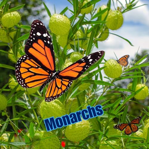 Monarch Magic in Maryland with Donna Thompson and Friends Podcast Por  arte de portada