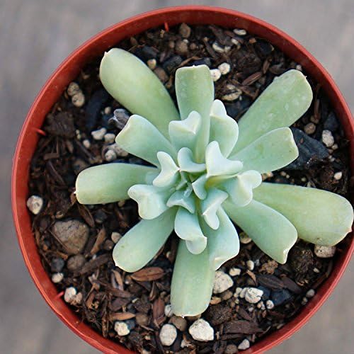 トップシータービー 7 5cmポット エケベリア Echeveria Runyonii Topsy Turvy 福岡県産 多肉植物 多肉 観葉植物 インテリアグリーン 寄せ植えに 本 トップシータービー 7 5cmポット エケベリア Echeveria Runyonii Topsy Turvy 福岡県産 多肉植物 多肉 観葉植物 インテリアグリーン 寄せ植えに 本