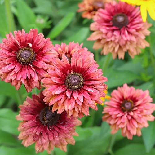 Semi di coneflower, resistenti all'esterno Rudbeckia laciniata - semi di campo perenni da giardino resistenti 500pcs