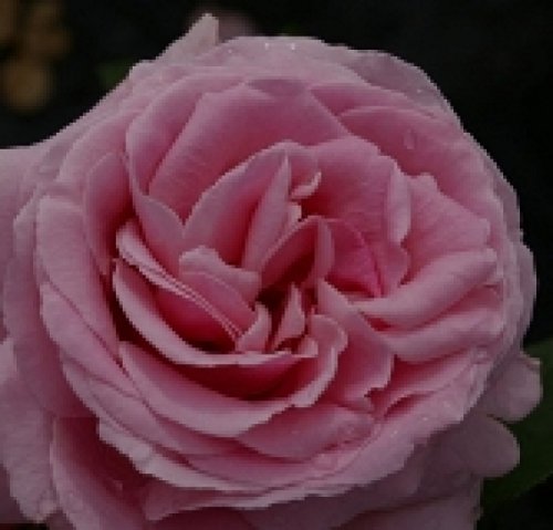 Edelrose Frederic Mistral ® -Teehybride - Duftrose der Provence - Duft+++++ - Meilland Rose