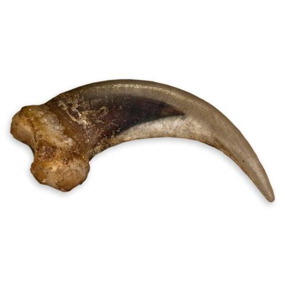 Skulls Unlimited Real Striped Skunk Claw – Model Animals Educational Specimen for Science Education (Natural Bone)