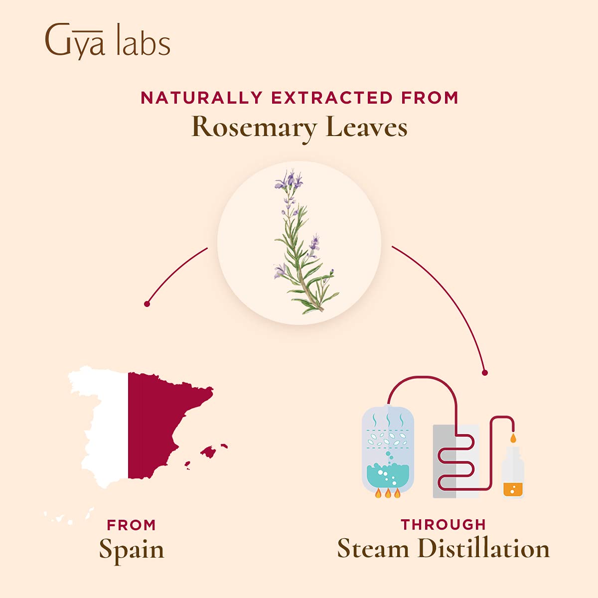 Gya Labs Rosemary Essential Oil for Hair Growth, Skin Care, Focus