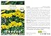 Produktbild Seedeo® Arnika (Arnica montana) ca. 50 Samen BIO