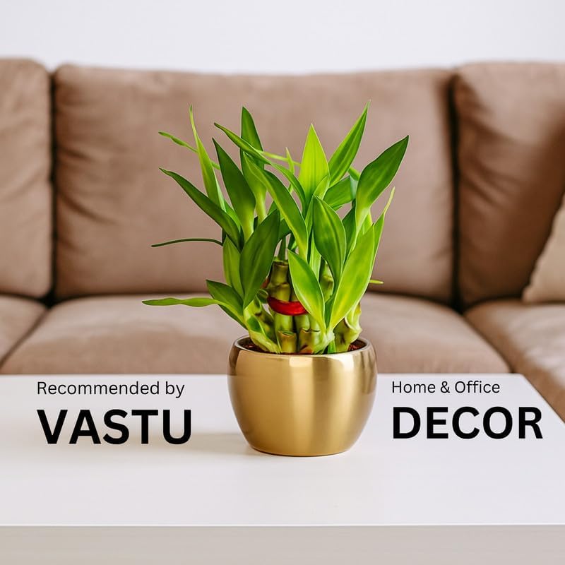 Image of Amulya FARMS Lucky Bamboo 2 Layer Plant in Golden Metal Pot | Indoor Live Bamboo Plant for Home, Living Room, Office, Desk Decoration | Vastu & Feng Shui Good Luck Plants