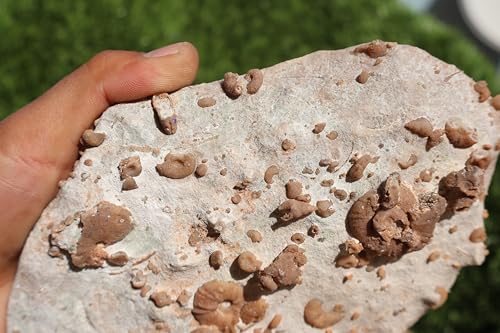 Image of Ammonites & Gastropods Plate Cretaceous Fossils Fossils from Morocco Fossil Rock ammonites Fossil from Morocco A105