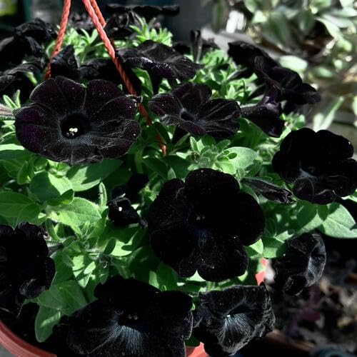 100 pièces de graines de fleurs de pétunia