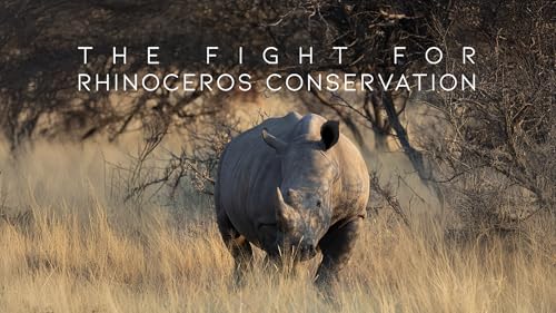 The Fight For Rhinoceros Conservation – vue 2