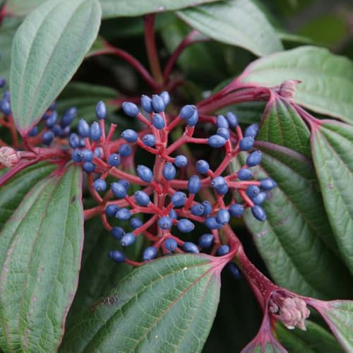 Viburnum davidii - Evergreen Shrub with White Flowers and Blue Berries | Low Maintenance Garden Plant for Borders and Mixed Plantings -2X 3.6 Litre Potted Plants by Thompson & Morgan
