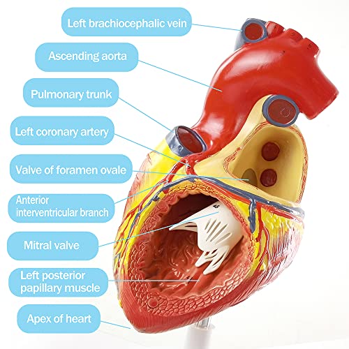 Image of NEW HORIZON Human Heart Model,4-Part 2X Size Cardiac Anatomical Model, 34 Accurate Numbered Anatomical Structures with Number Manual, Magnets, Display Base, for Classroom and Cardiology Study