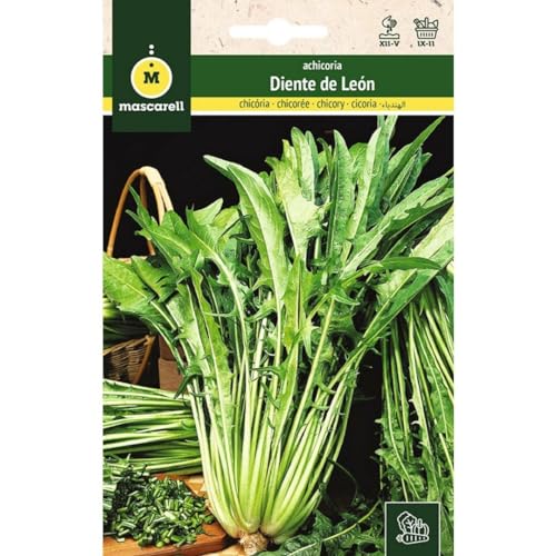 Mascarell Semillas, ACHICORIA, Semillas Huerto, ACHICORIA DIENTE DE LEON, Crea tu Propio Huerto Urbano y Cultivo en Casa, Plantas Hortícolas, 8 Gramos
