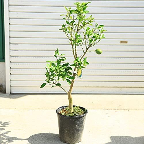 Amazon 大きな実がなる早生品種 家庭果樹 庭木 植木 グランドレモン 大株 植木
