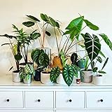 200 piezas de semillas de alocasia zebrina - serie de plantas raras - mezcla de bonsái comprar plantas de interior exóticas jardinería urbana plantas colgantes plantas resistentes para exterior