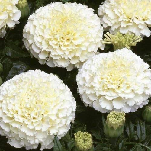 African Marigold F2 White Flower Seeds For Home, Balcony, Terrace, Gardening | Outdoor Garden Flowers Seed | Pack of 1: 50 Seeds-image-42