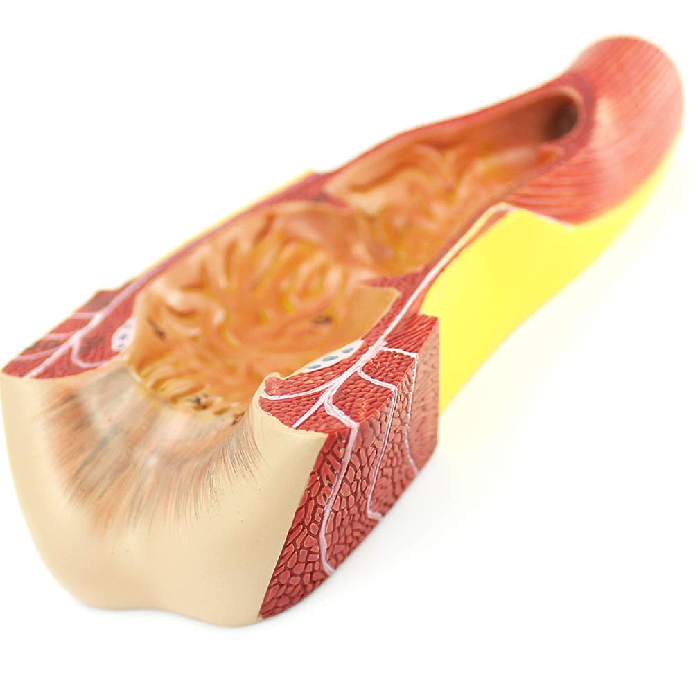 1 szt. Model odbytu człowieka - Anatomiczny model edukacyjny do nauki anatomii, materiał PVC, pomoc dydaktyczna do modelu odbytniczo-odbytniczego