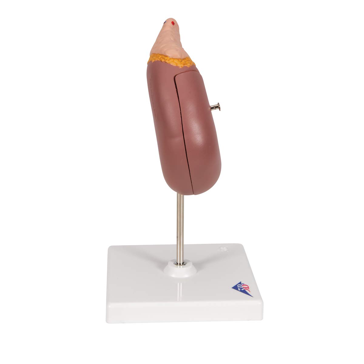 3B Scientific Menschliche Anatomie - Nierenmodell mit Nebenniere + kostenlose Anatomie App - 3B Smart Anatomy, K12