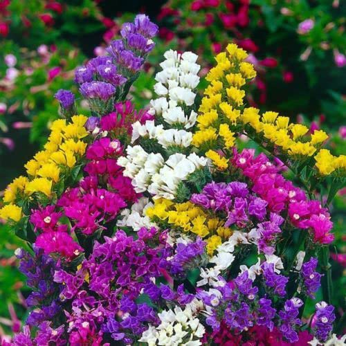 Nature Mayaa Statica-Pacific mix plant hybrid garden all seasons flower seeds For Terrace And Kitchen Gardening (B0BDS9G59R) Amazon Price History, Amazon Price Tracker