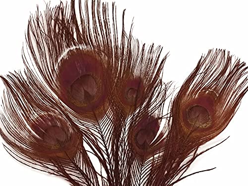 5 Pieces – Chocolate Brown Bleached & Dyed Peacock Tail Eye Feathers 10-12” Long Halloween Craft Supply | Moonlight Feather #TOP4