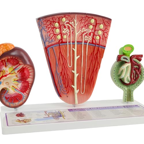 Image of Human Kidney Anatomy Model with Nephron & Glomerulus - 3-Part Renal Structure Model with Base - Medical Anatomical Teaching Model for Students, Nurses, and Clinics