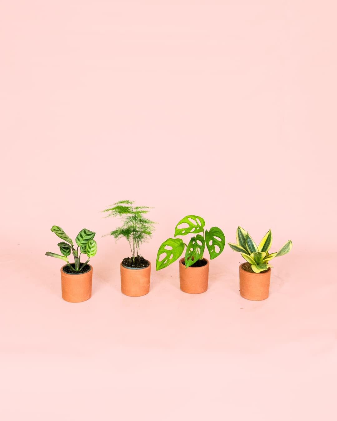 Pack 4x Mini Plantas Poca Luz | Plantas Interior | Pur Plant