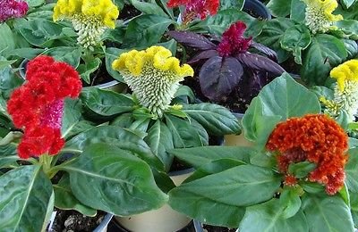 Creative Farmer Flower Seeds : Celosia Cockscomb - Dwarf Flower Seeds For Garden - Kitchen Garden Pack (B01NAMO098) Amazon Price History, Amazon Price Tracker