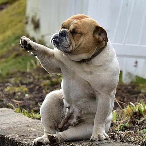 It's a Pitbull Thing, You Wouldn't Understand